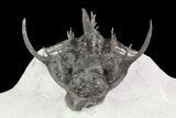 Alien Looking Spiny Quadrops Trilobite - #69573-9